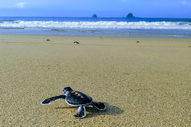 Top Tourist Attractions in Meru Betiri